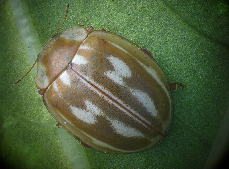 Coccinellidae: Myzia oblongoguttata